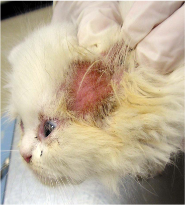 Bact and Fungal Derm 3