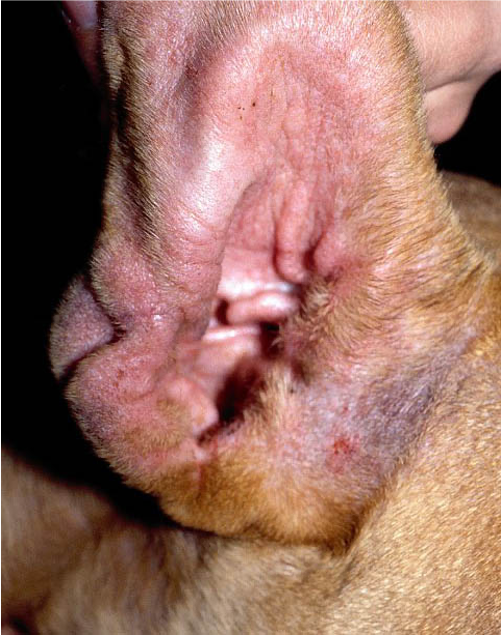 Ear and Otitis 3