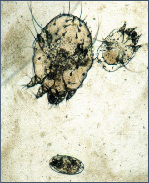Parasites and ectopa 1